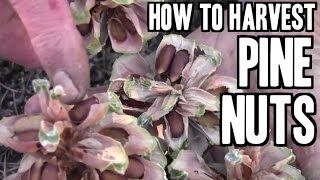 How to Harvest Pine Nuts in the Forest [upl. by Noswal]