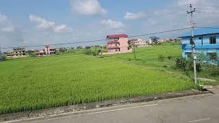 Dhan pakyo taraima rice [upl. by Hsirt]