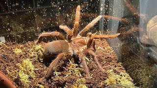 KBT KING BABOON TARANTULA 🕷️🕷️🕷️ [upl. by Ker86]