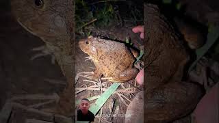 Look at this helpful frogs trending frog viralvideo animals funny wildlife  frogling [upl. by Eimmas]