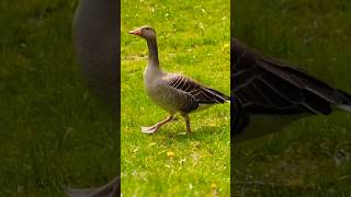 🪿 Greylag goose 🪿 [upl. by Lewan]