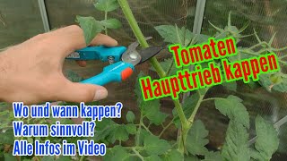 Tomaten Haupttrieb kappen  Wann wie und warum die Spitze an Tomaten schneiden [upl. by Mulry]