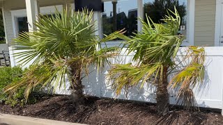 Bethany Beach Delaware Palm Trees Summer 2023 [upl. by Arjun778]