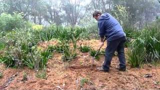 Trench Layering of Callistemon [upl. by Demetrius]