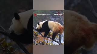 Giant panda exhibits impressive martial arts skills [upl. by Eilata202]