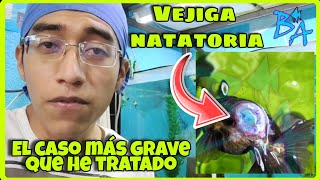 Vejiga natatoria caso grave en un pez de acuario [upl. by Nahtiek328]