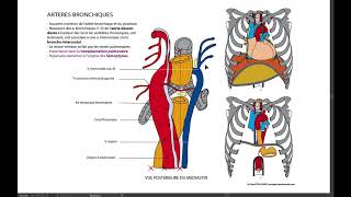 12 Artères bronchiques [upl. by Staw]