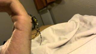 Handling Argiope Bruennichi HD [upl. by Ytisahcal230]