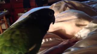 Blue head pionus mating [upl. by Baldwin]