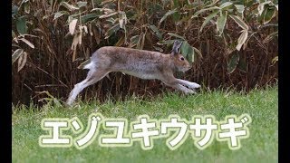 エゾユキウサギ 走る 毛づくろいする Mountain hare Lepus timidus ainu [upl. by Dryden]