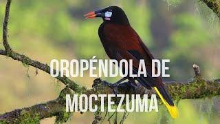 Oropéndola de Moctezuma Documental [upl. by Docila]