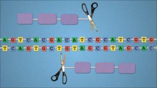 Method of the Year 2011 Geneediting nucleases  by Nature Video [upl. by Landri]