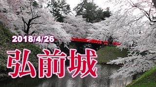 2018 弘前城公園の桜、早朝からライトアップまで [upl. by Acirdna689]