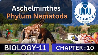 Aschelminthes Phylum Nematoda  Chapter 10  Class 11 Biology [upl. by Etnuad391]