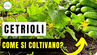 Coltivare I CETRIOLI  Le Principali Regole Per Piantare E Coltivare I CETRIOLI [upl. by Lodhia952]