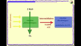 Bilan de la photosynthèse [upl. by Adelaide678]