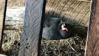 Guinea Fowl Nests  Big Success amp Big Loss [upl. by Cissiee275]