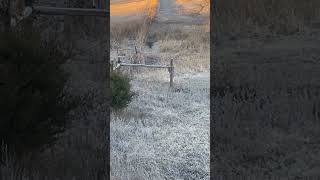 Nice buck jumps over a fence deer hunting [upl. by Atiken887]