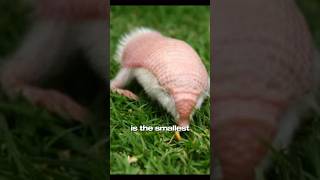 Pink Fairy Armadillo Amazing Facts animalfactsside wildlife shorts [upl. by Astra]