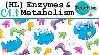 C11  Enzymes amp Metabolism  IB Biology HL [upl. by Illib]