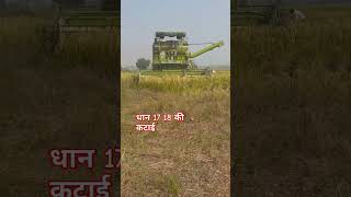 कंबाइन हार्वेस्टर से कटाई की धान की धान 17 18 की कटाई की आजsorts farming farming vairalvideo [upl. by Westhead]