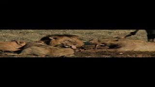 Lions feeding in the Kruger National Park  Self drive safari [upl. by Dolloff886]