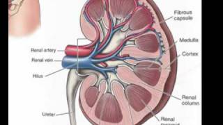 Urinary System Part 1 The Kidneys [upl. by Ahsakat835]