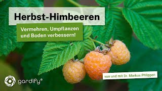 HerbstHimbeeren vermehren und umpflanzen Hierbei gleichzeitig den Boden verbessern [upl. by Estrellita]