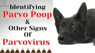 STOP Ignoring These Parvo Signs and Save Your Dogs Life [upl. by Anilem]