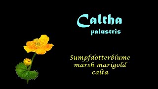 Caltha palustris Marsh marigold calta Sumpfdotterblume blooming in October 2015 time lapse [upl. by Varhol]