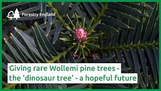 Giving rare Wollemi pine trees – the ‘dinosaur tree’  a hopeful future [upl. by Aliak]