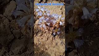 ओरोबंकी की सम्पूर्ण जानकारी  Orobanche Ramosa  Broomrape  Orobanche Plant [upl. by Atteragram]