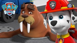 Pups help reunite Wally the Walrus with Captain Turbot PAW Patrol UK Cartoons for Kids Compilation [upl. by Lanaj]