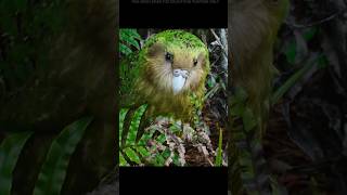 Kakapo The Parrot That Defies Evolution shorts [upl. by Brenan]