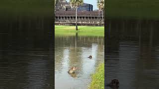 Beautiful monkey relaxing infront of Angkor Wat [upl. by Burne500]