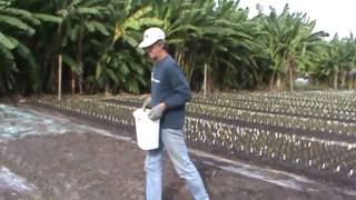 Ladybug Daylilies Fall Planting 2009 Part 12 [upl. by Nabe809]