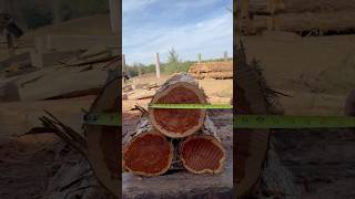 Red Cedar Big Logs Cut Into Big Cants  Cooks AC36 sawmill [upl. by Aihk]