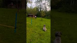 Platzübung mit Sam hundetraining schnauzer [upl. by Gnad]