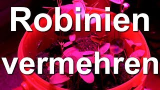 Die Robinie  vermehren nachziehen aussäen und teilen  Robinien Akazien [upl. by Hattie]