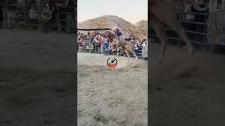 SILENCIOSO JR DE NAYARIT VS G63 cayó el Toro pero el jinete aguantó 14 reparo tradicion torobravo [upl. by Arenahs]