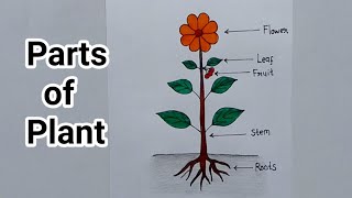 How to draw a plant easy Draw parts of plant Plant drawing [upl. by Polivy951]