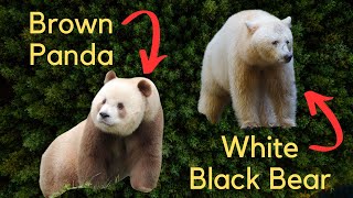 5 Rare and Unique Subspecies  Kermode Bear Pied Raven Qinling Panda Arabian Wolf Vampire Finch [upl. by Mieka304]