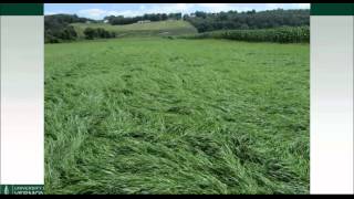 Applications for Italian Ryegrass in NE Cropping Systems Daniel Hudson [upl. by Kelam]