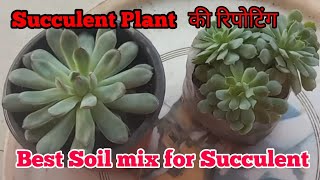 Nursery se Laye SUCCULENT PLANT ki repottingBest Soil mix for Succulent plant [upl. by Anelis]