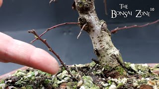 Winter pruning My Cotoneaster The Bonsai Zone Jan 2023 [upl. by Edy]