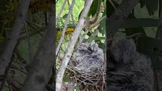 Baby itchy Doves [upl. by Warden271]