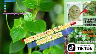 daun sirih cina untuk wajah glowing [upl. by Tadio]