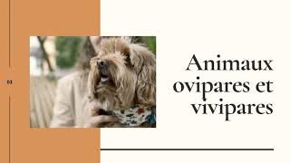 Animaux ovipares et vivipares [upl. by Klepac]