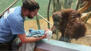 The Orangutan wanted to see the baby ❤️ Funniest Monkey Videos [upl. by Ramled144]