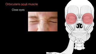 Muscles of facial expression [upl. by Ed]